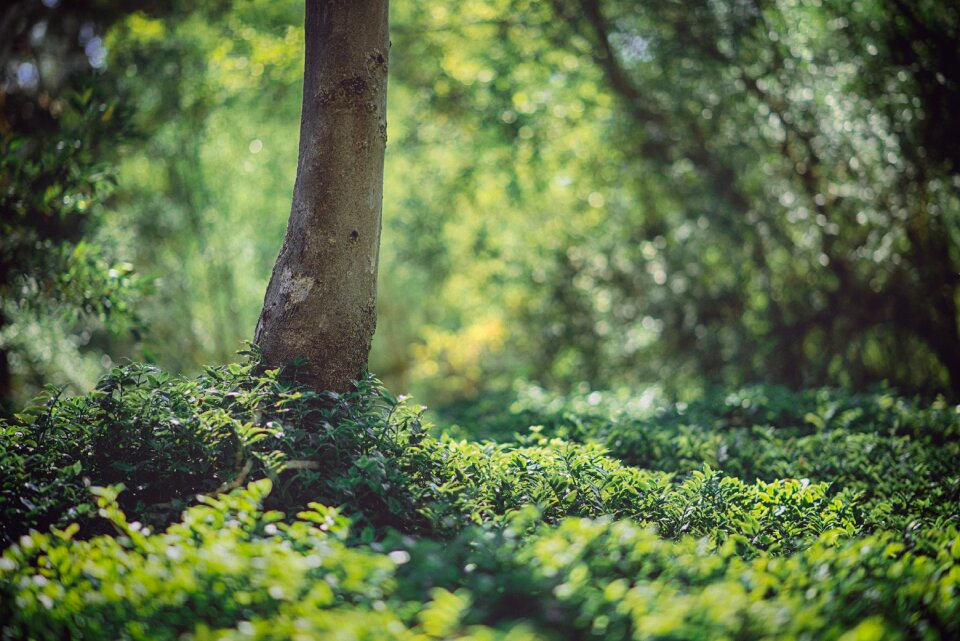 Tree foliage natural