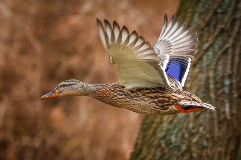 Nature animals birds