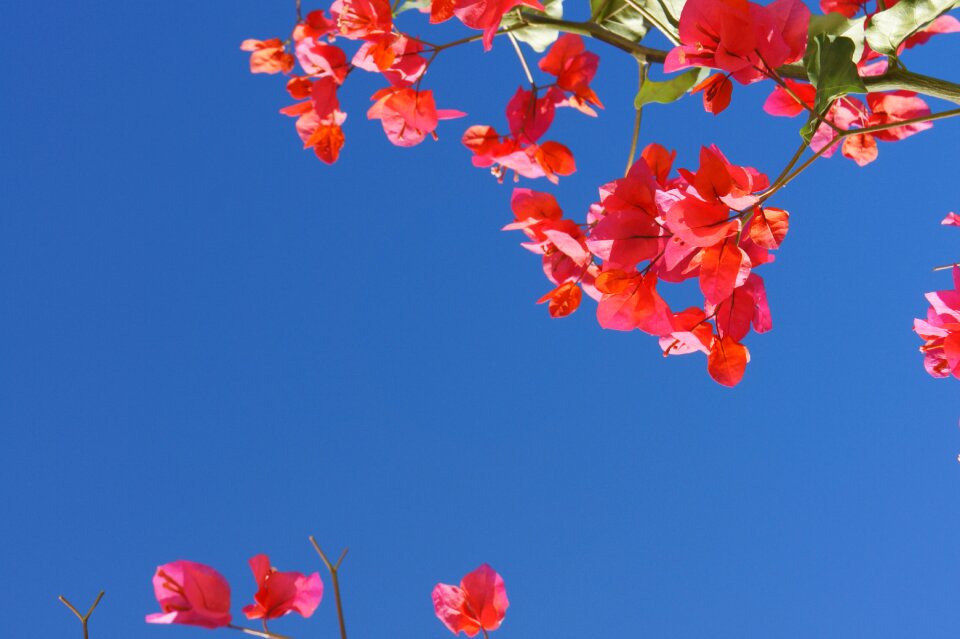 Blue sky holiday nature