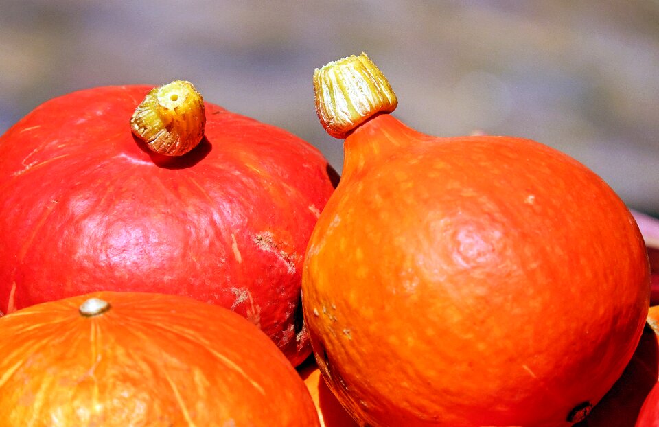Orange food healthy