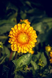 Asteraceae autumn composites