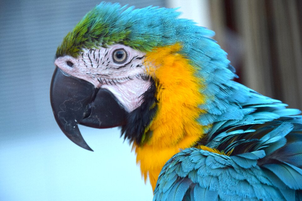 Volatile colorful feathers feathers
