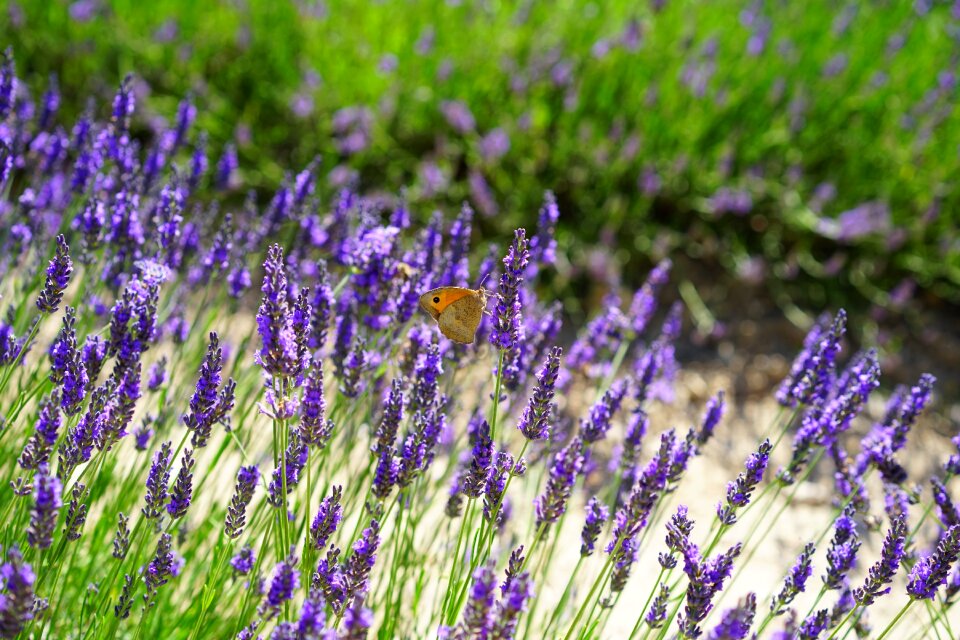 Flora floral lavender photo