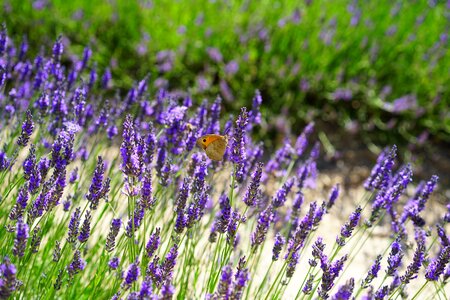 Flora floral lavender