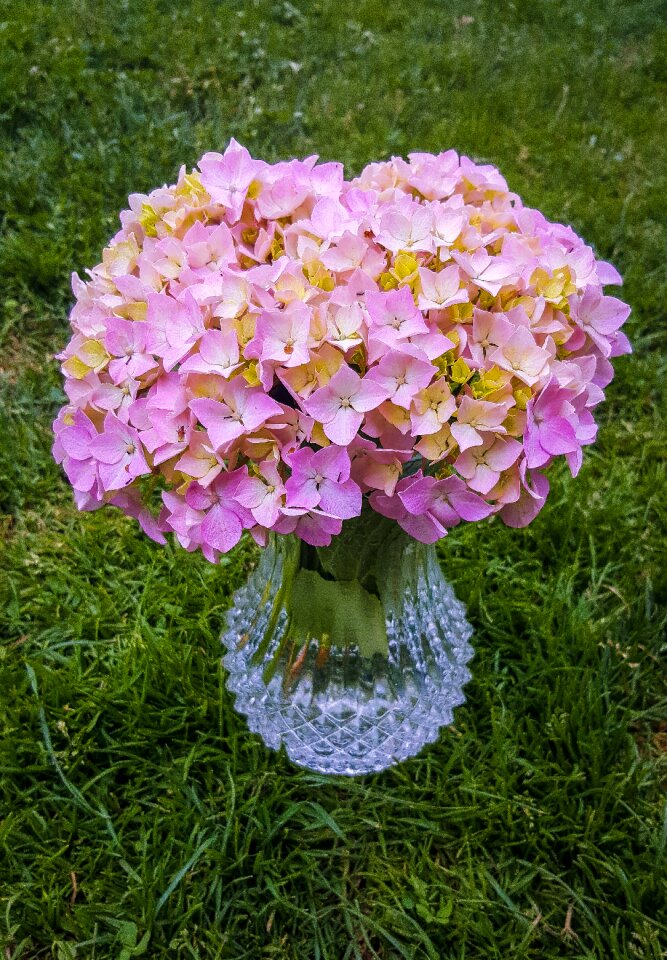 Flores hortensias cantabria