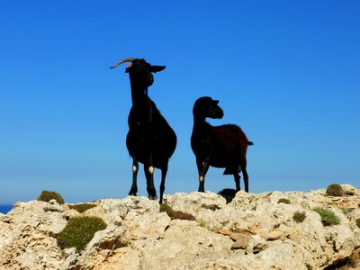 Animals mammals menorca
