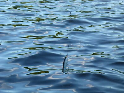 Lake recreation bait