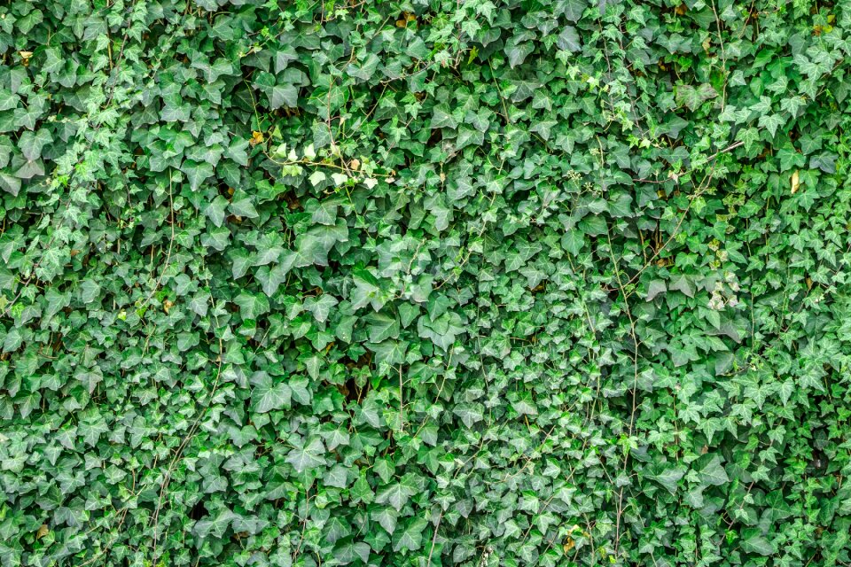 Plants hwalyeob nature