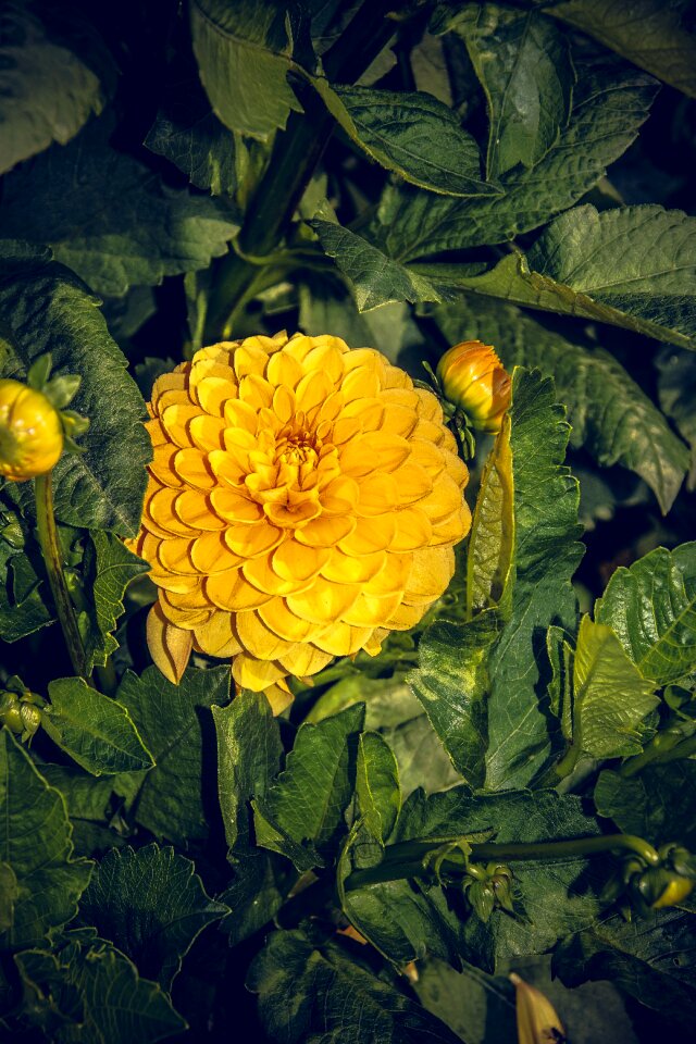 Asteraceae autumn composites