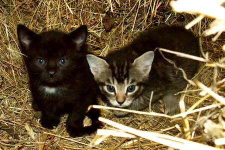 Cat babies brothers and sisters sweet photo