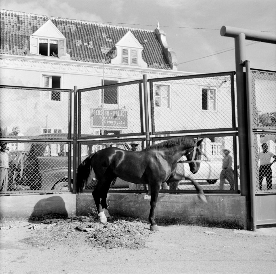 Een van de paarden van koninklijke calèche in Willemstad, Bestanddeelnr 252-2750