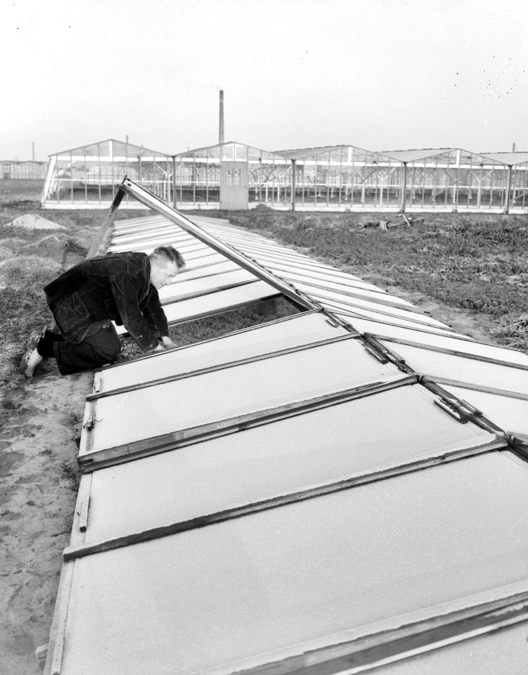 Eerste vorst in ons land, tuinder in het Westland, Bestanddeelnr 934-5741