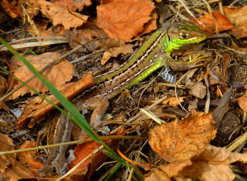 Lacertidae schuppenkriechtier skinning