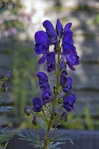 Purple aconitum napellus aconite