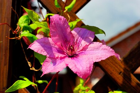 Clematis purple nature photo