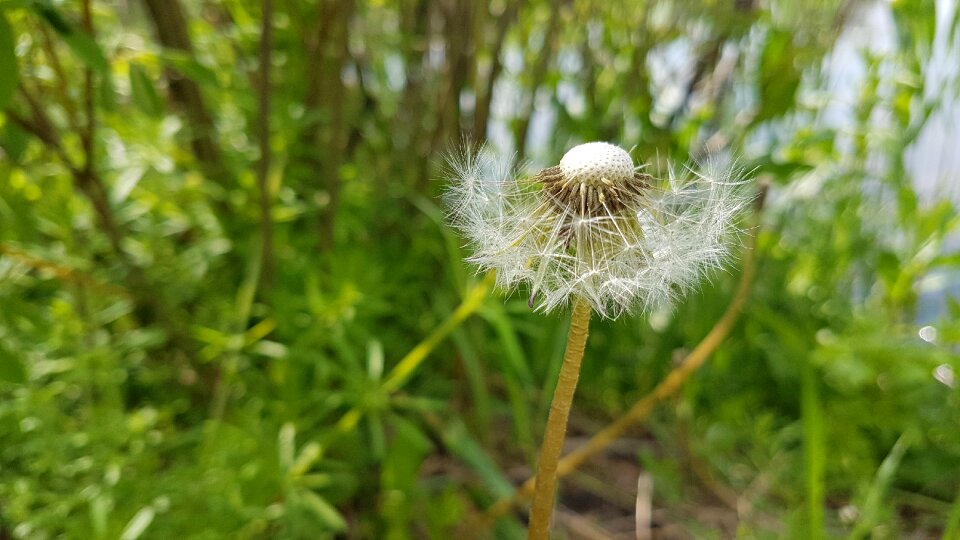 Greens flowers grass photo