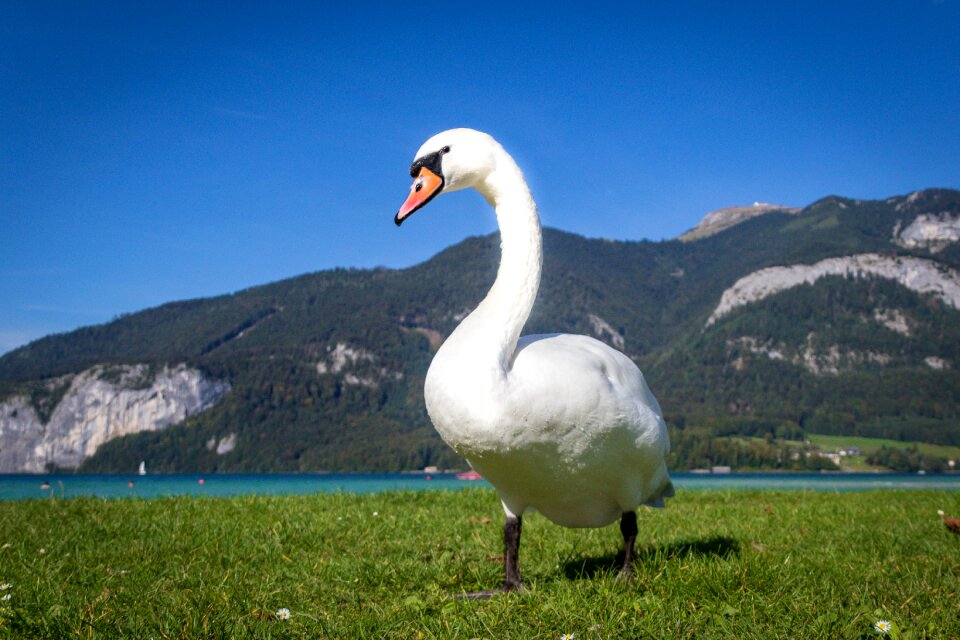 Water bird lake nature