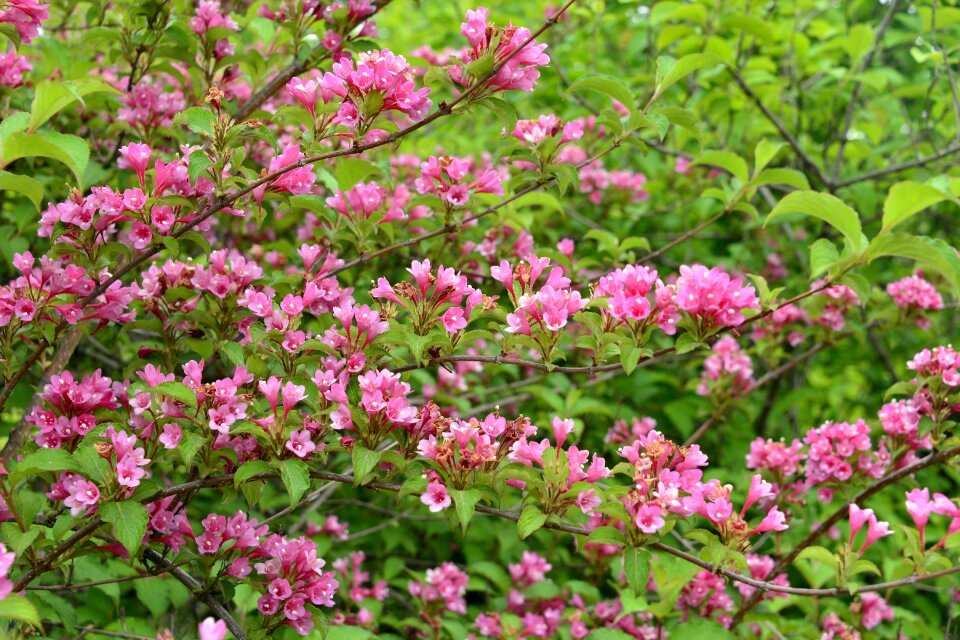Peach red green dense spring