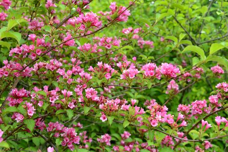 Peach red green dense spring photo