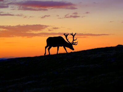Silhouette animal nature photo