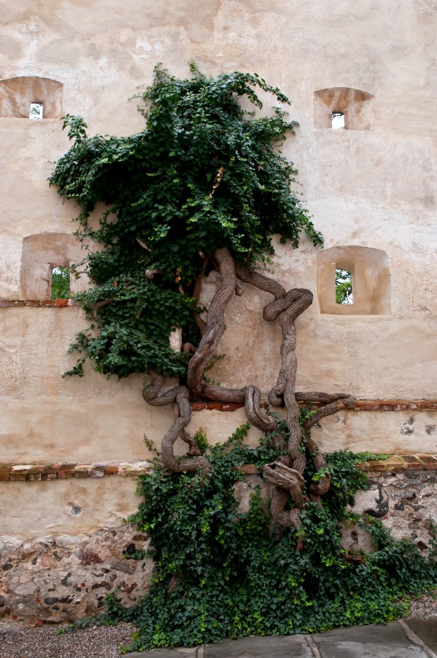 Efeu auf der Schallaburg