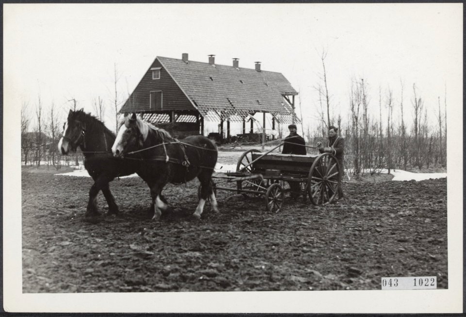 Eerste zaaien van produkten na het droogvallen van de Wieringermeer, Bestanddeelnr 043-1022