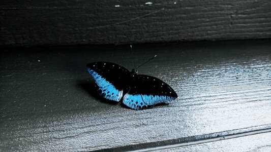 Nature insects azure