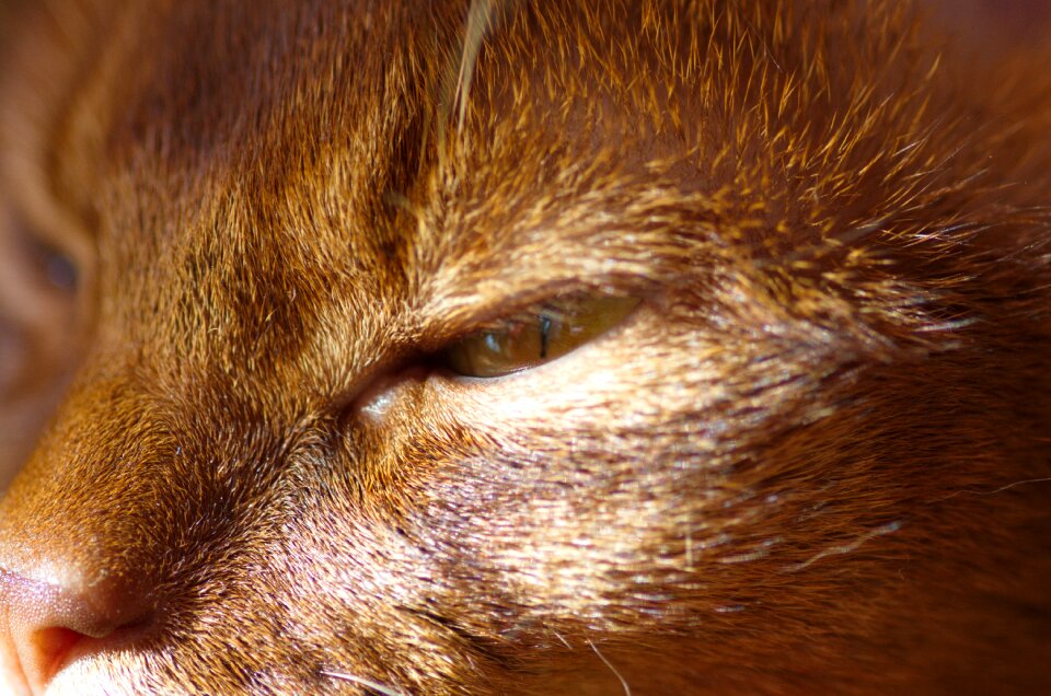 Macro breed cat eye