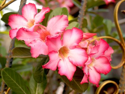 Blooming rhododendron natural