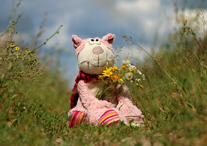 Field nature flowers