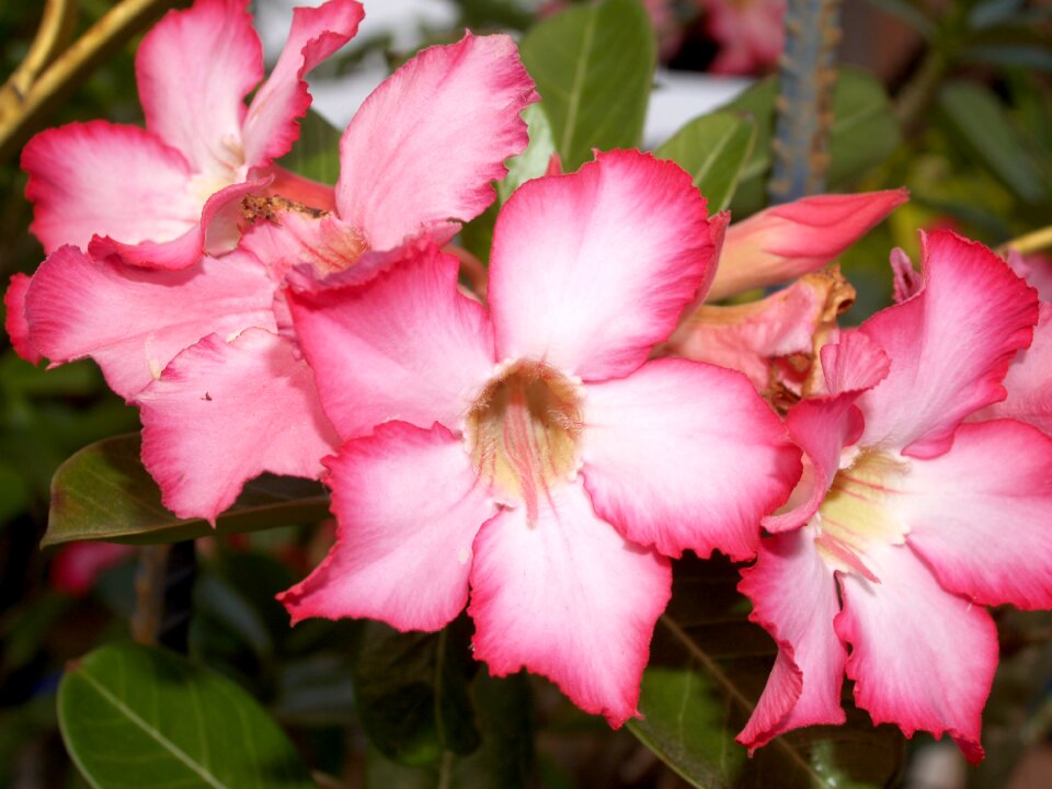 Rhododendron park oriental