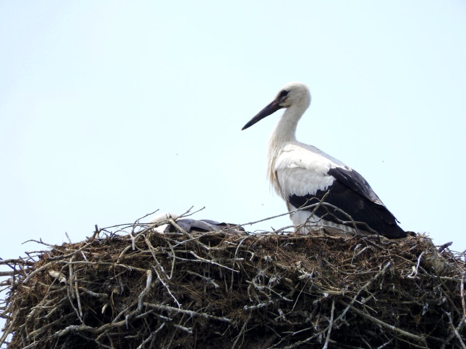 Nature bird stork