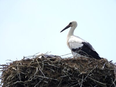 Nature bird stork