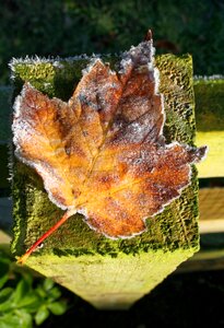 Nature outdoor frosted photo