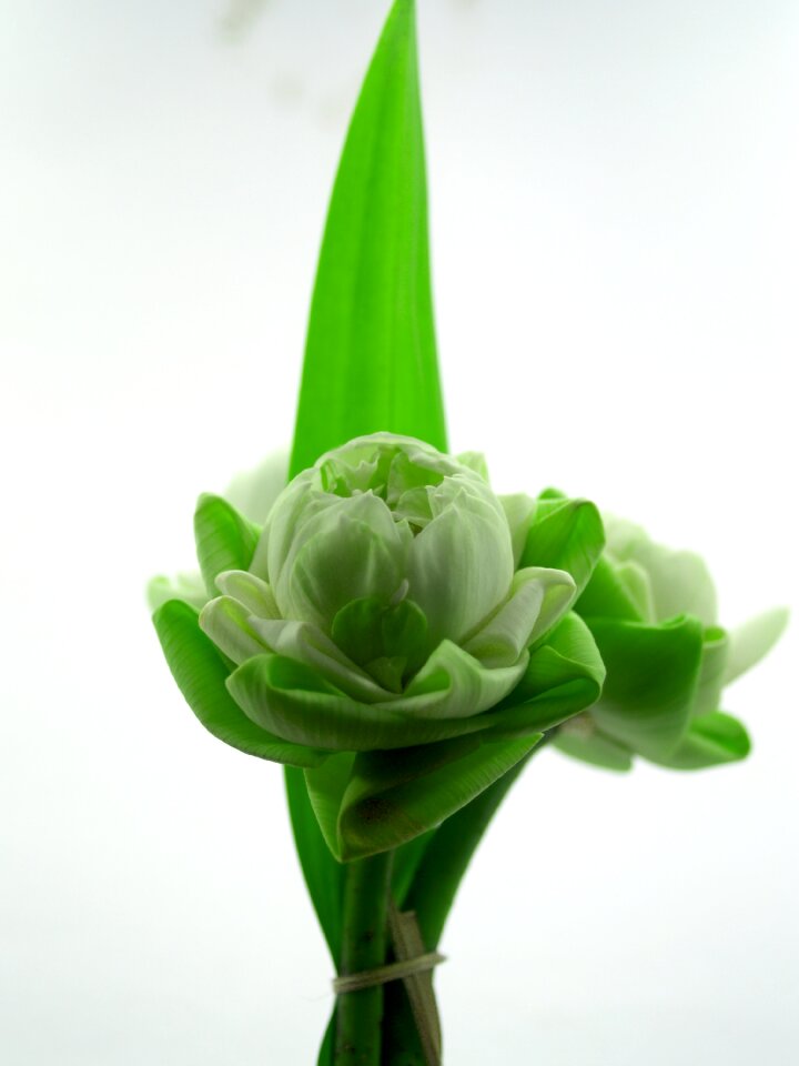 Decoration blooming aquatic