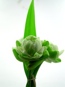 Decoration blooming aquatic