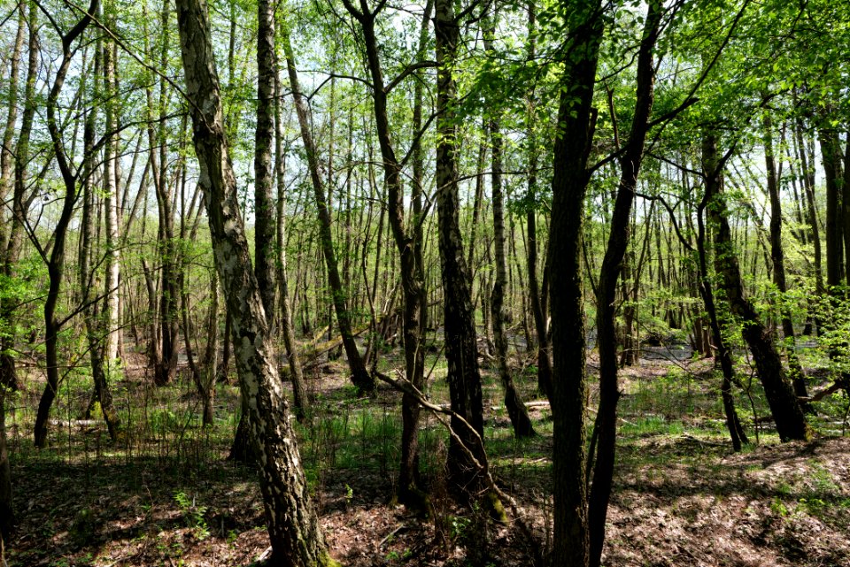 Ehemaliger Blankenfelder See 2021-05-11 32