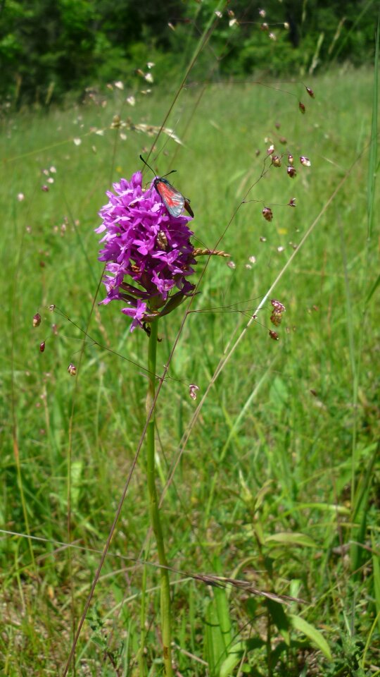 German orchid rarely meadows slope
