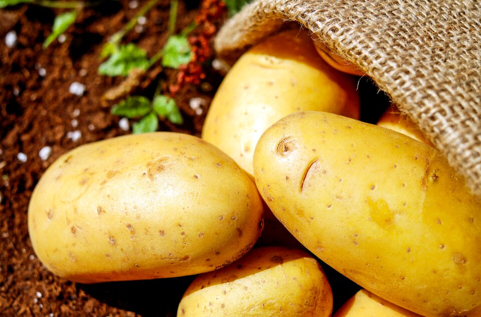 Bio harvest potato sack