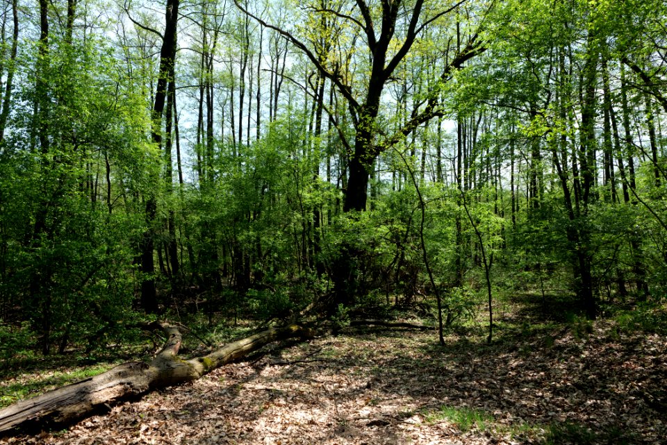 Ehemaliger Blankenfelder See 2021-05-11 28