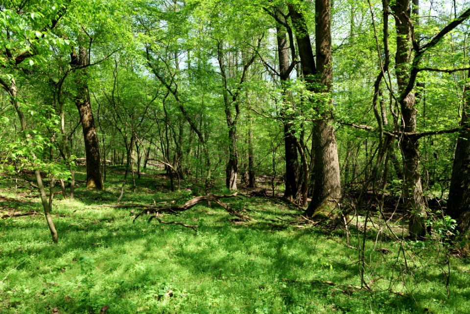 Ehemaliger Blankenfelder See 2021-05-11 21