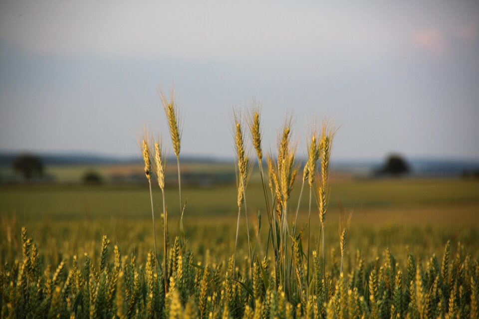 Grain field agriculture