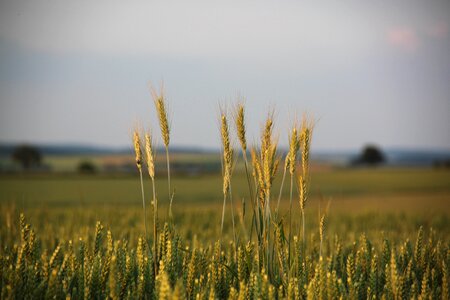 Grain field agriculture