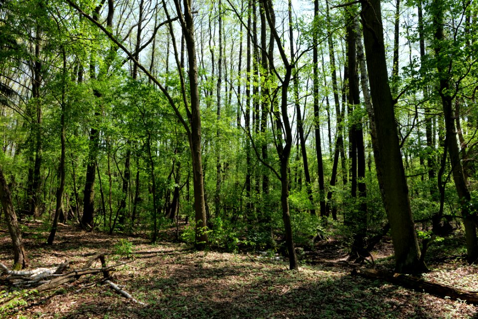 Ehemaliger Blankenfelder See 2021-05-11 29