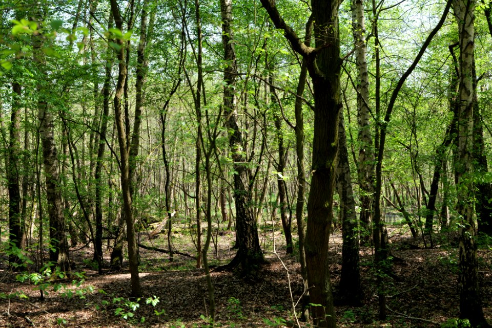 Ehemaliger Blankenfelder See 2021-05-11 36