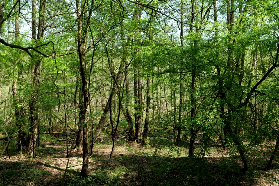Ehemaliger Blankenfelder See 2021-05-11 52
