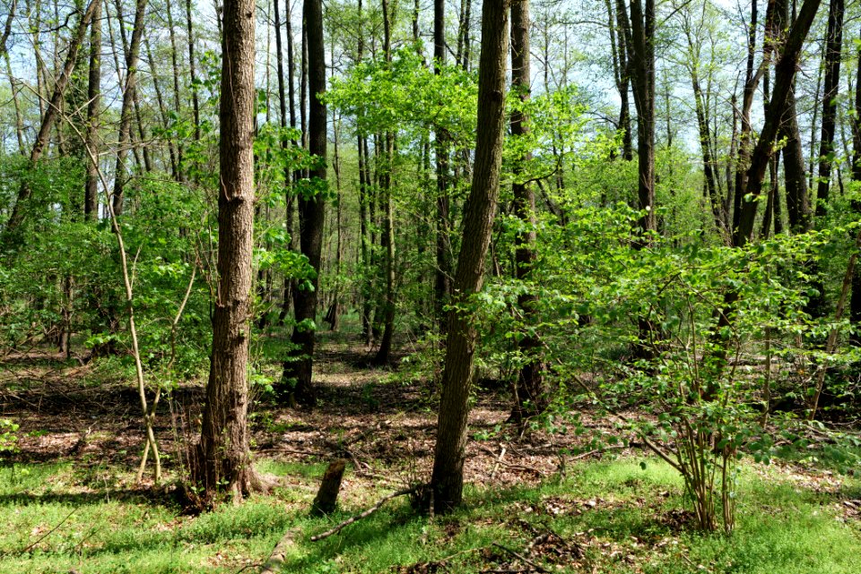 Ehemaliger Blankenfelder See 2021-05-11 10