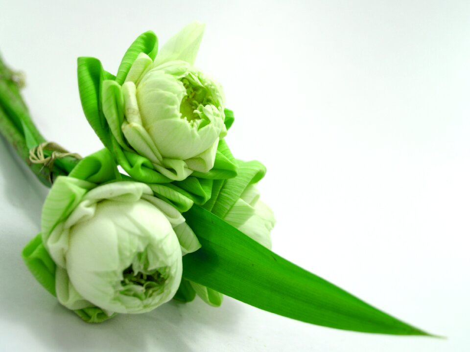 Decoration blooming aquatic