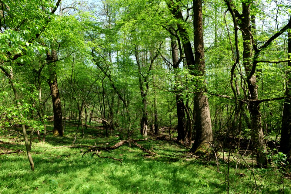 Ehemaliger Blankenfelder See 2021-05-11 22