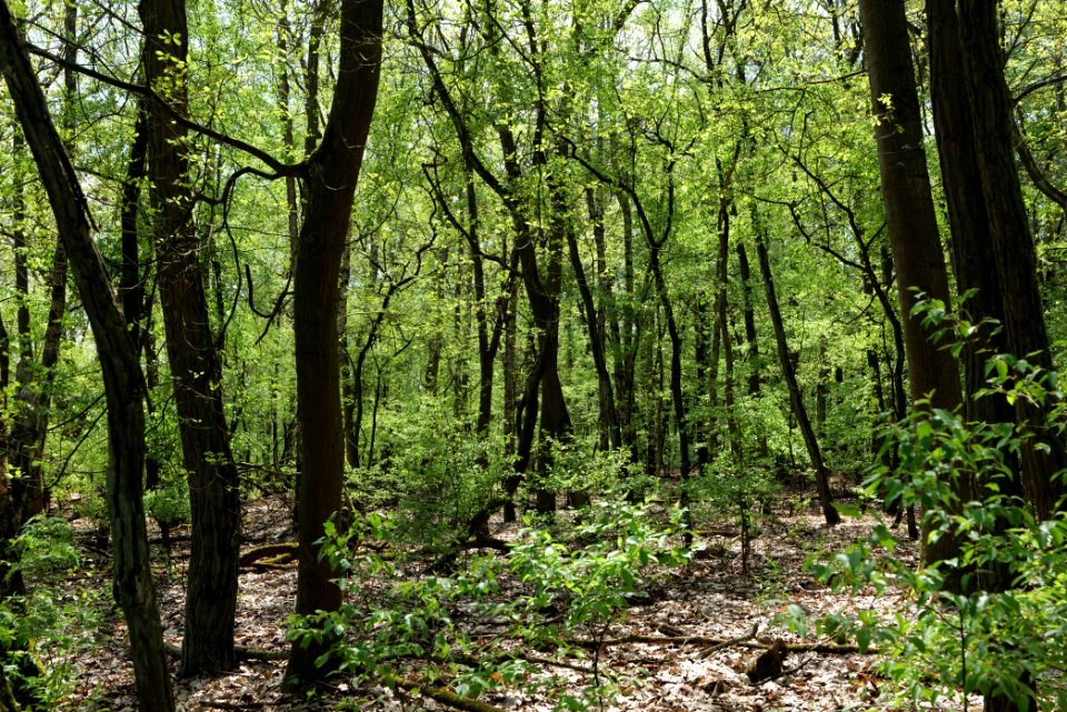 Ehemaliger Blankenfelder See 2021-05-11 64
